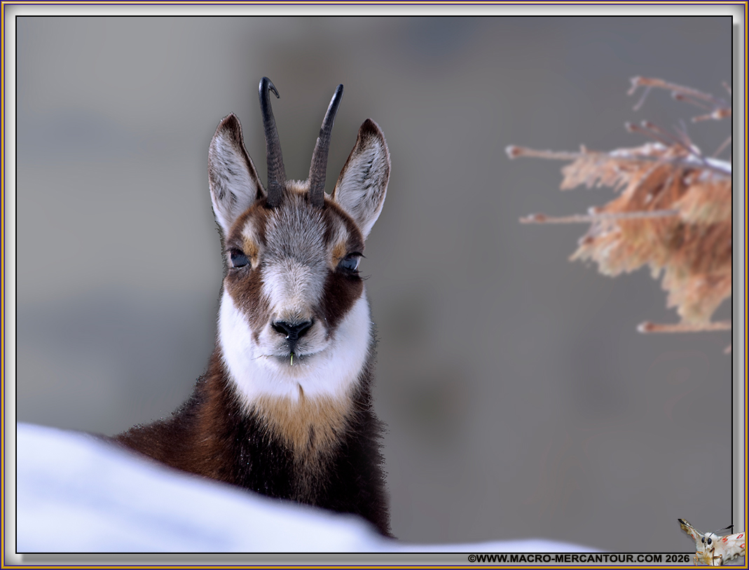 CHAMOIS